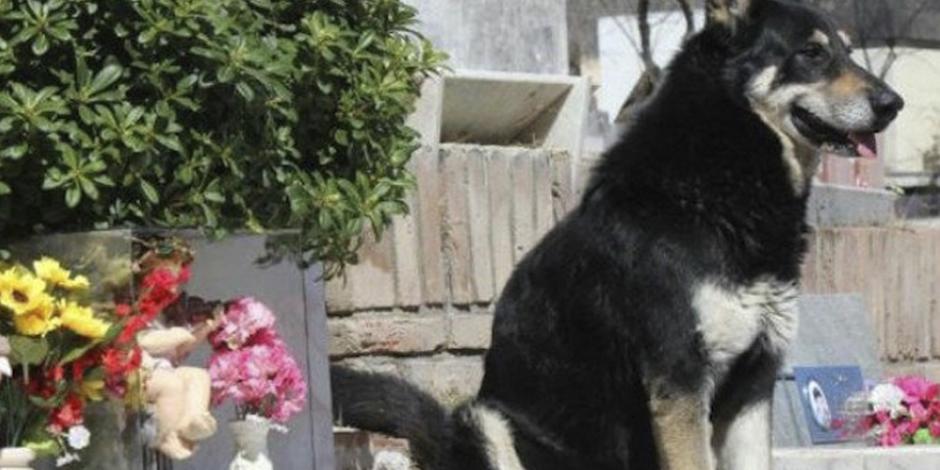 Muere “Capitán”, el perro que veló la tumba de su dueño por 10 años