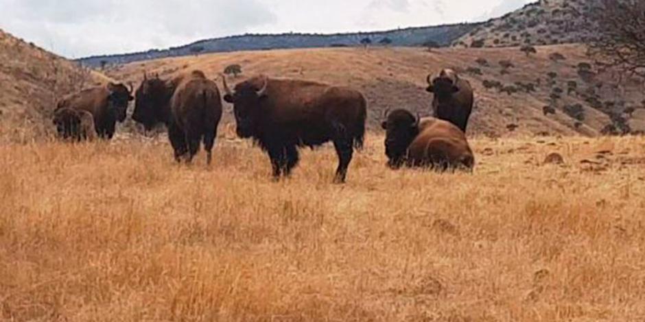 Aseguran otros 4 ranchos a César Duarte con bisontes, llamas...