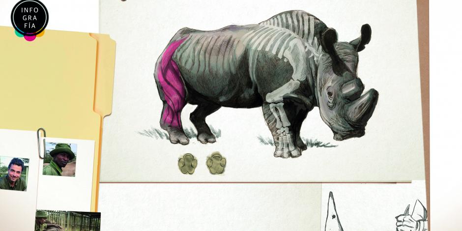 Buscarán salvar rinoceronte blanco con fecundación in vitro