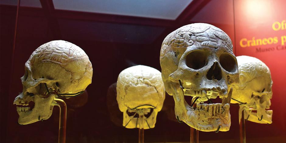 Con 4 cráneos que cuentan historias festejan día de Muertos