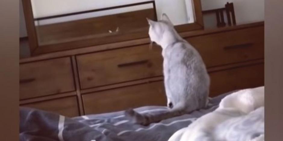 VIDEO: Así reacciona tierno gatito al verse al espejo