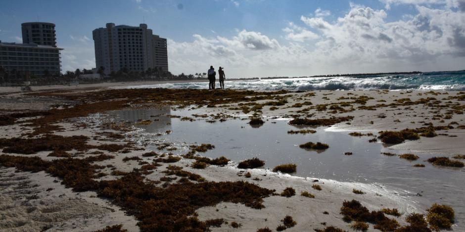 Este sábado se registró el arribo de grandes cantidades de sargazo en diversas playas de Quintana Roo