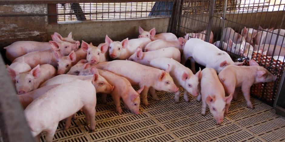 Porcicultores piden igualdad arancelaria en importaciones