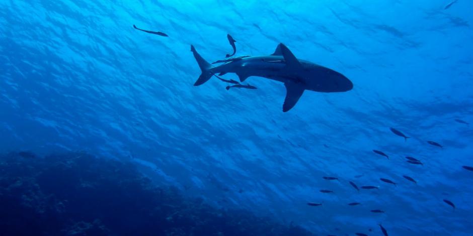 Muere alta ejecutiva de Wall Street por ataque de tiburón