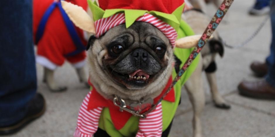 FOTOS: Pugs sacuden sus preocupaciones para foto navideña en la CDMX