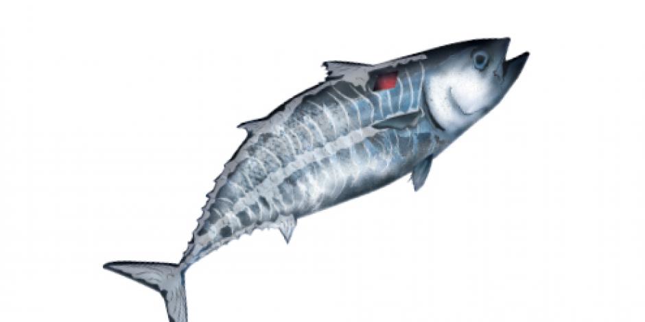 Alerta: atún aleta azul en peligro de extinción