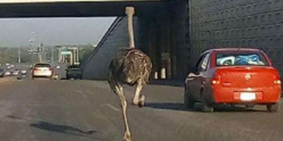 Sorprende avestruz a automovilistas sobre avenidas en Tamaulipas