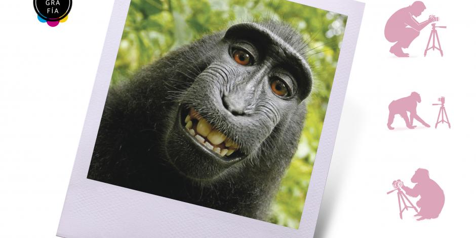 Y la selfie del mono pertenece a...