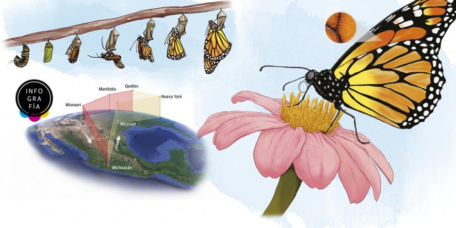 Cambio climático retrasa migración de mariposa monarca