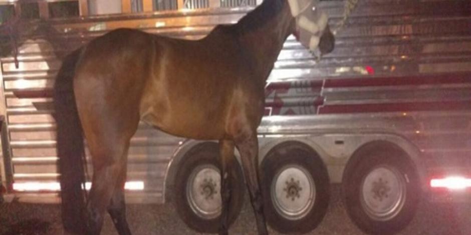 Recuperan federales a 8 caballos robados en Zacatecas