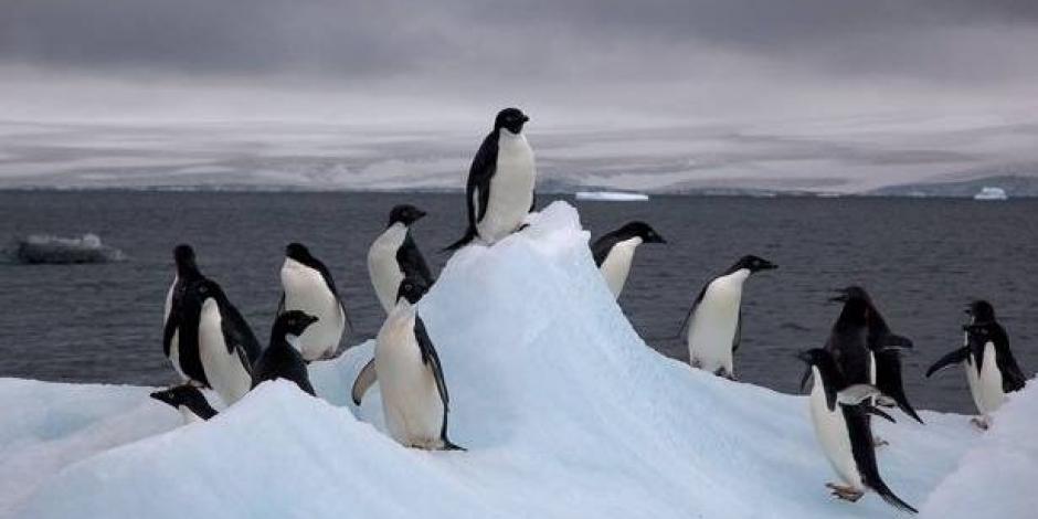 VIDEO: Reportan masiva muerte de pingüinos en la Antártida