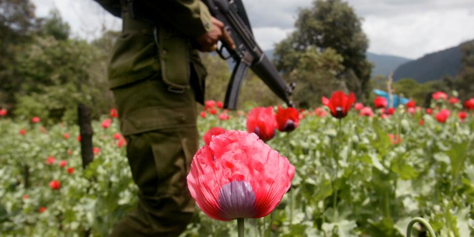 En últimos años México ha triplicado producción de opio: DEA