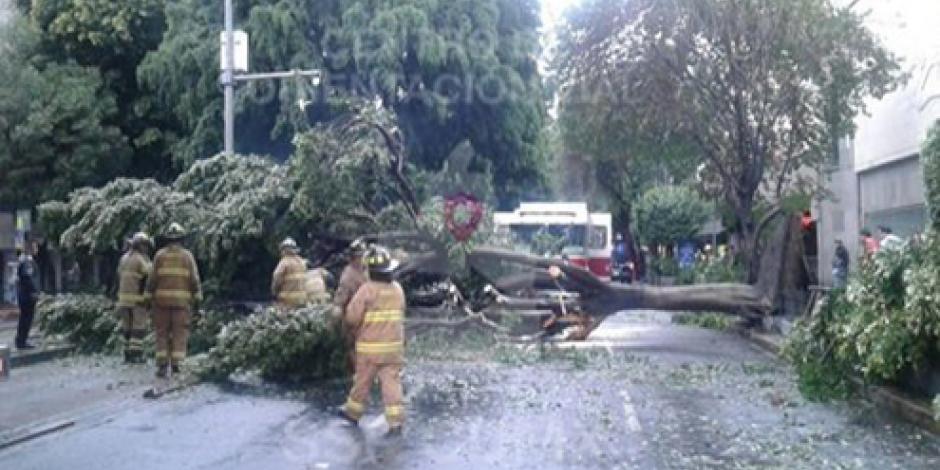 Imagen de archivo de un árbol caído en la CDMX