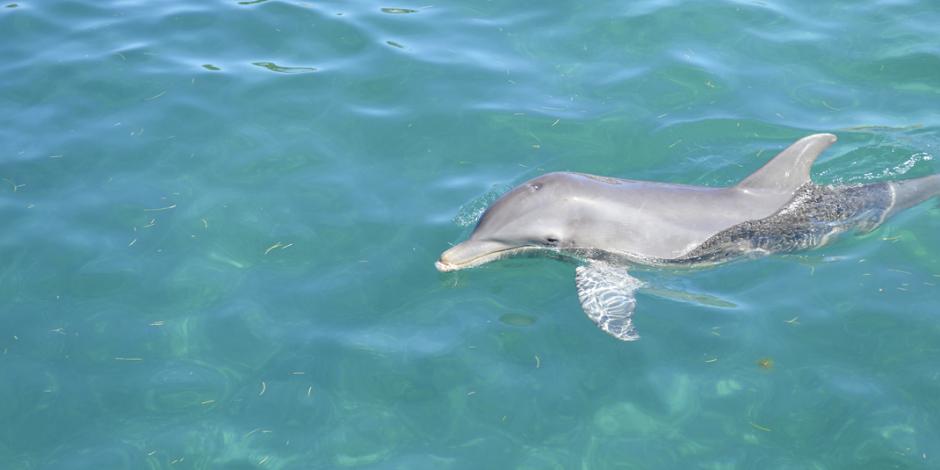 Ven maltrato a delfines... pero en ley que busca frenar reproducción