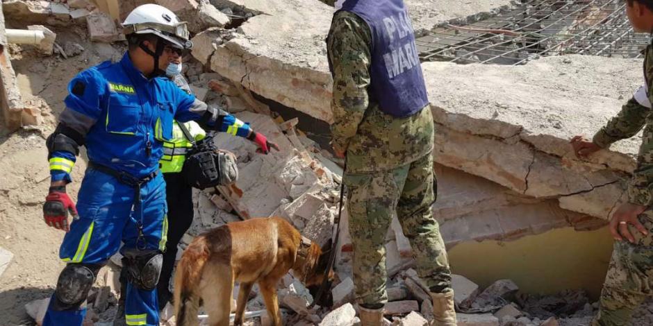 FOTOS: Con perros entrenados, Semar busca a víctimas bajo escombros