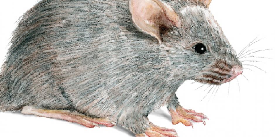 El primer caso de hantavirus fue detectado en una mujer de Michigan, quien realizó limpieza en una vivienda infestada de roedores. 