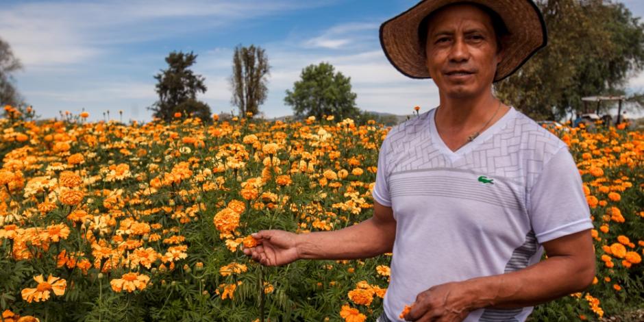 Cempasúchil, invitada de honor en el Festival de las Flores en Hidalgo