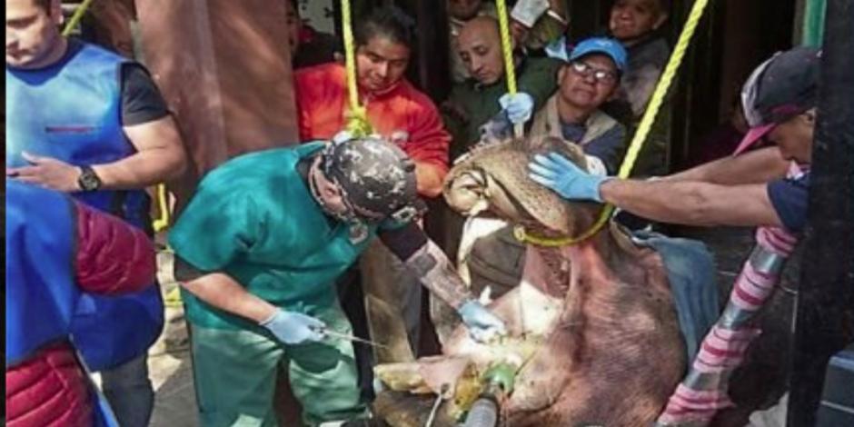 Forman equipo médico para curar dolor de muelas a un hipopótamo