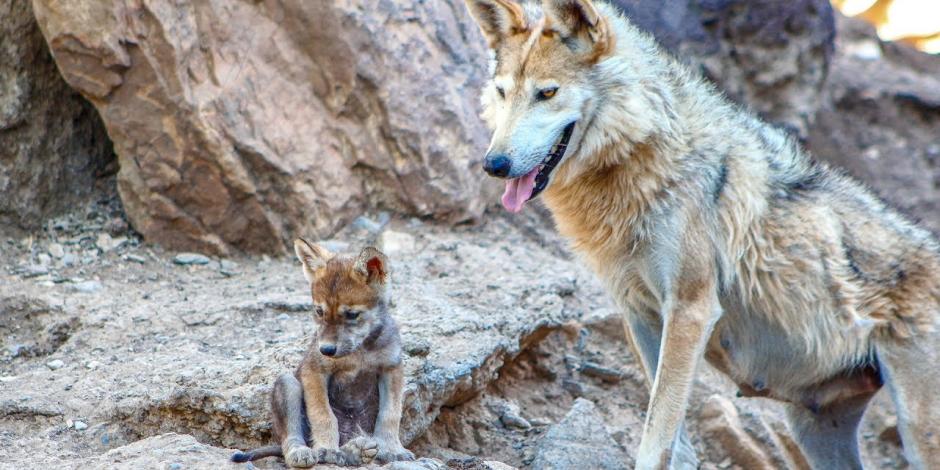 FOTOS: EU y México impulsan iniciativas para salvar de la extinción al lobo gris mexicano