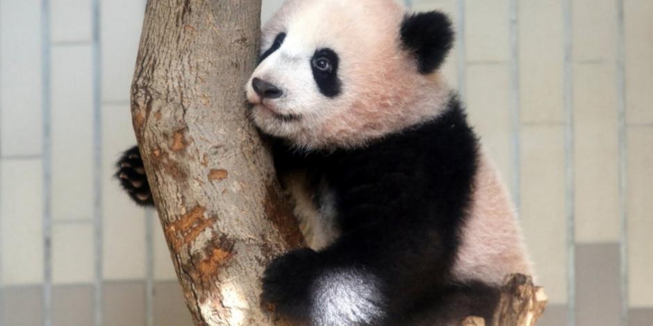 Causa furor bebé panda en Japón; 250 mil la quieren visitar