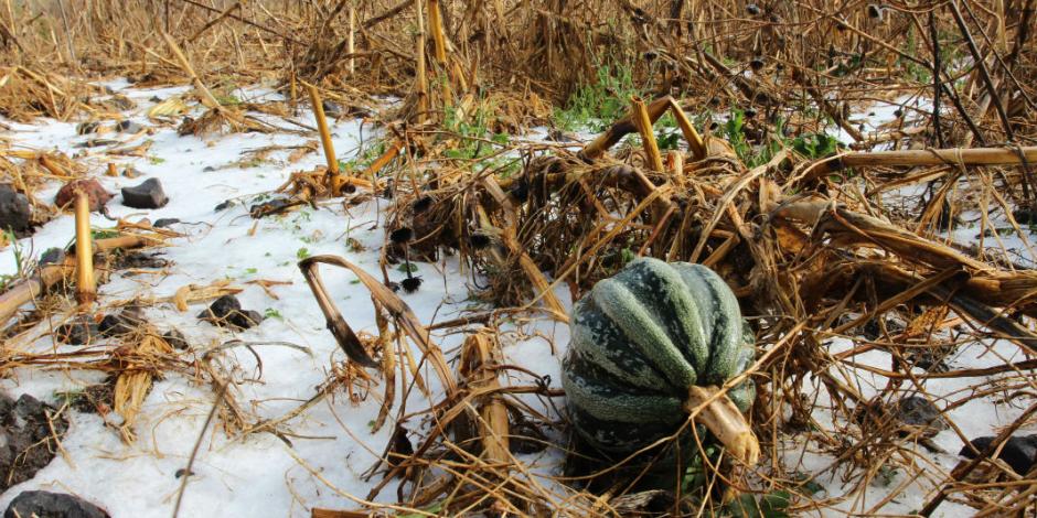 Frío pegará al agro en México, Centroamérica y Caribe