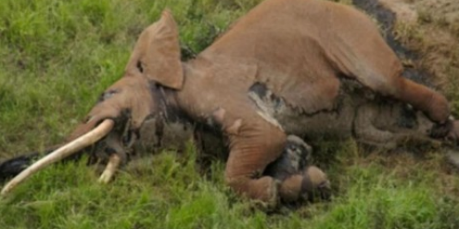 Matan a uno de los elefantes más famosos de Kenia