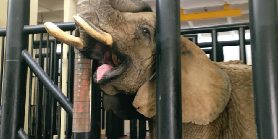Supera elefanta efectos de sufrir en circo 30 años de malos tratos