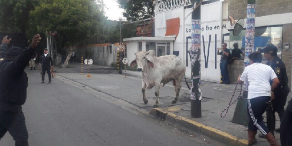 Escapan 4 toros y obligan cierre de calles en Iztapalapa