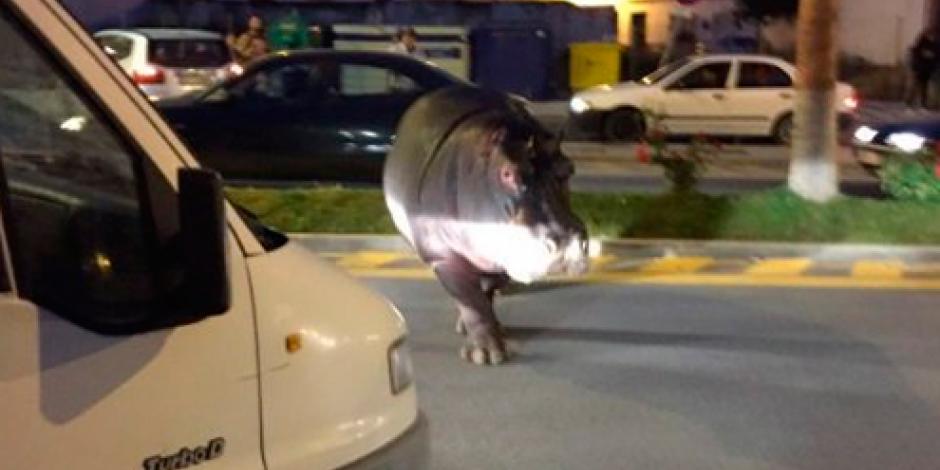 VIDEO: Hipopótamo escapa de circo y causa caos en España