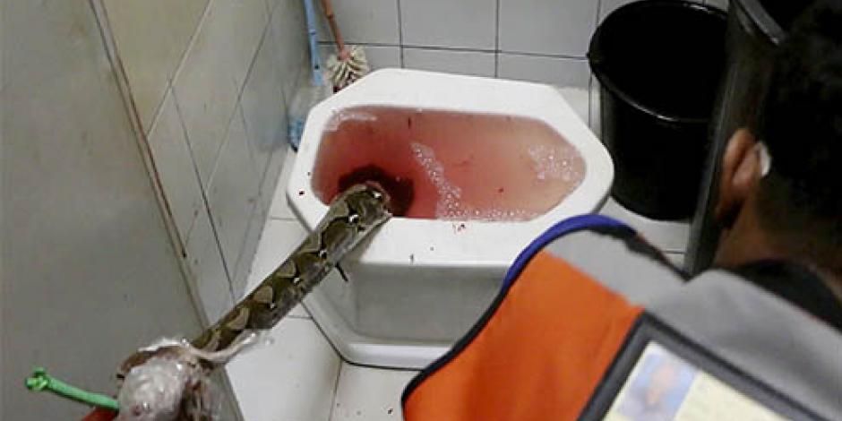 En Tailandia una serpiente atacó a un hombre en el inodoro