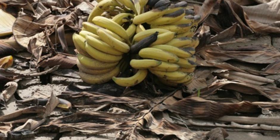 Crean papel ecológico con desechos de plátano