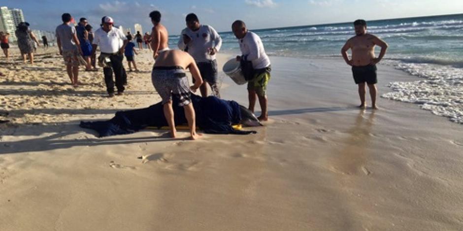 Ayudan a delfines a regresar al mar en playas de Cancún