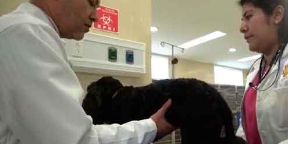 Rescate médico de un perro desahuciado