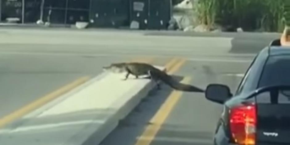 Lagarto se pasea por calles de Miami tras paso de “Matthew”