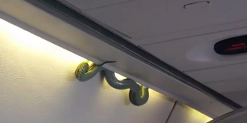 VIDEO: Víbora en vuelo sorprende a pasajeros