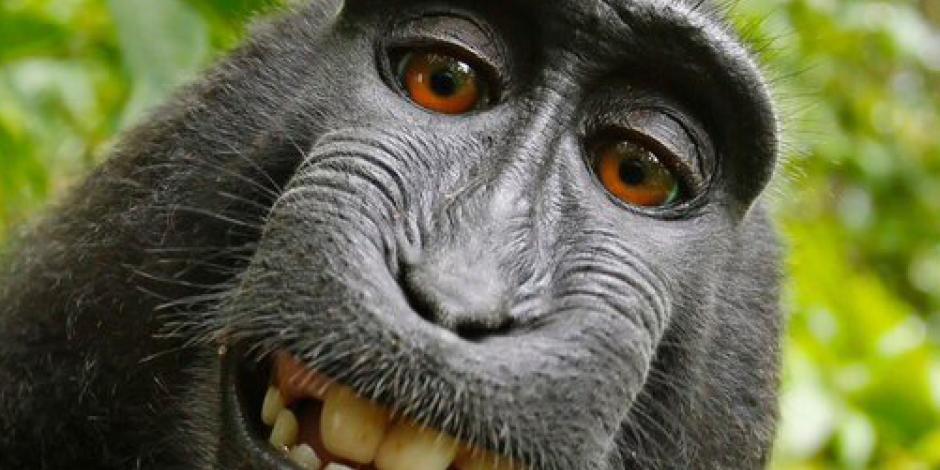 Niegan a mono derechos de autor por selfie