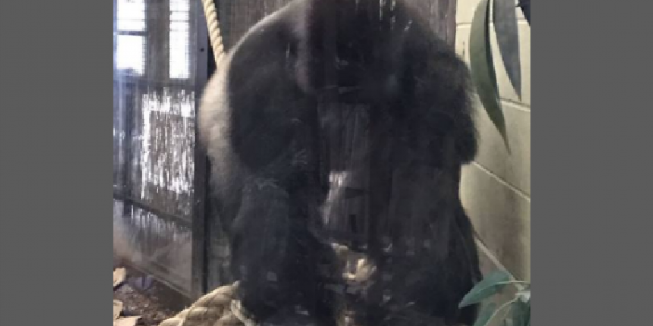 Gorila escapa de zoológico de Londres