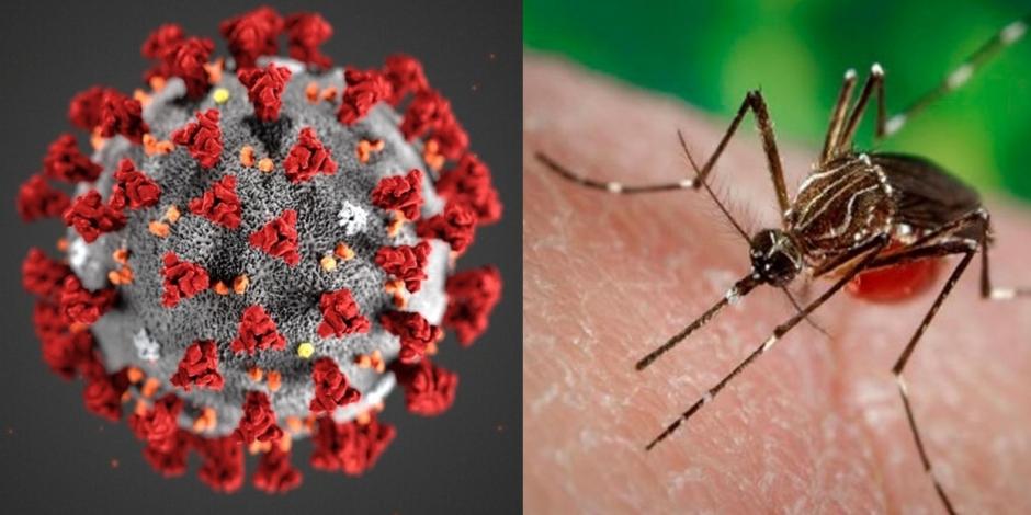 Dengue y Covid-19, dos enfermedades virales.