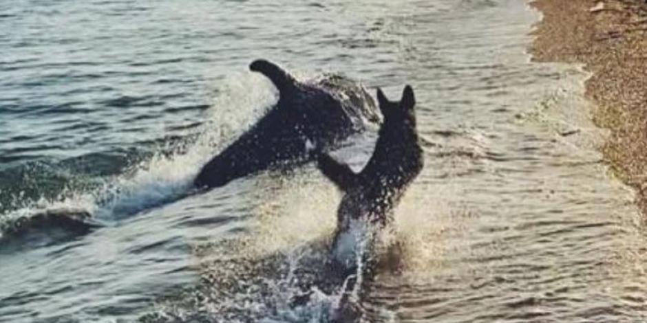 Perro juega con delfín a la orilla del mar