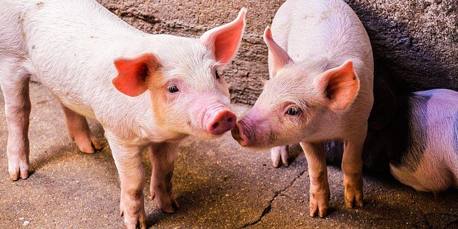 Científicos chinos advierten sobre un posible nuevo virus pandémico en cerdos