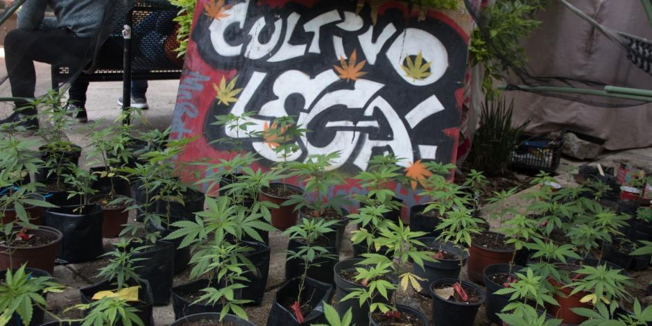 Integrantes del Plantón 420, de consumidores de Cannabis, mantienen una protesta permanente en la entrada del Senado de la República.