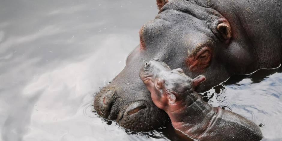 Un hipopótamo bebé con su madre, en el zoológico de Zacango.