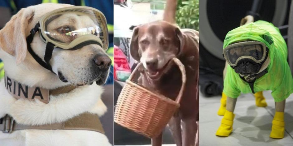 Frida, Eros y Harley, perros para recordar en el Día Mundial del Perro