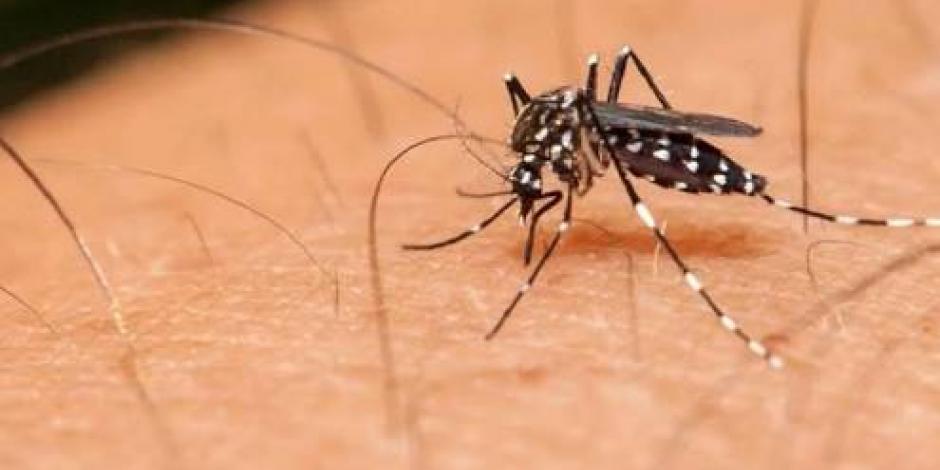 El mosquito Aedes aegypti trasmite el dengue