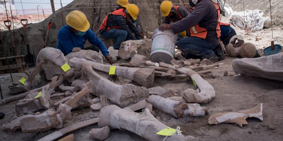Osamentas de mamut encontradas en Santa Lucía