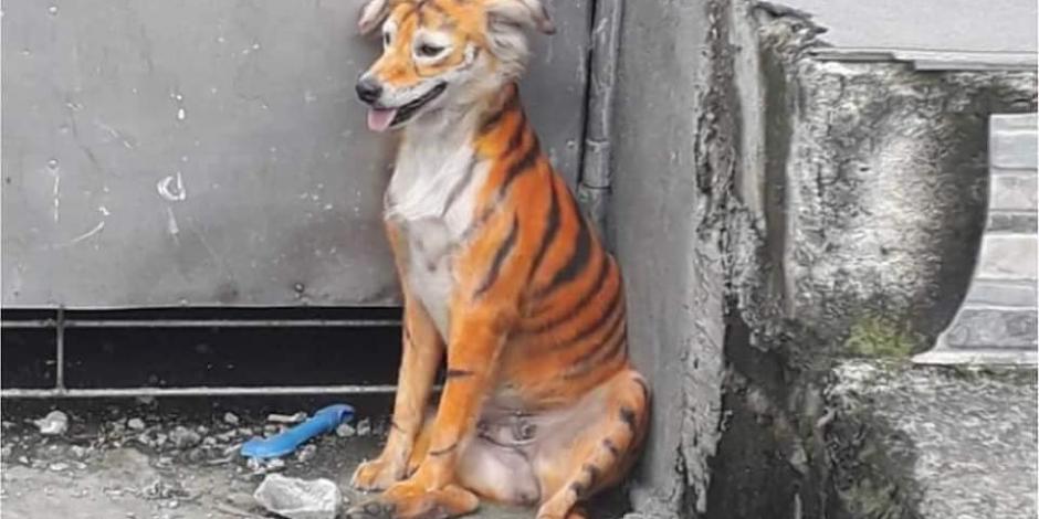 La foto del can, publicada en una página de defensores de animales.