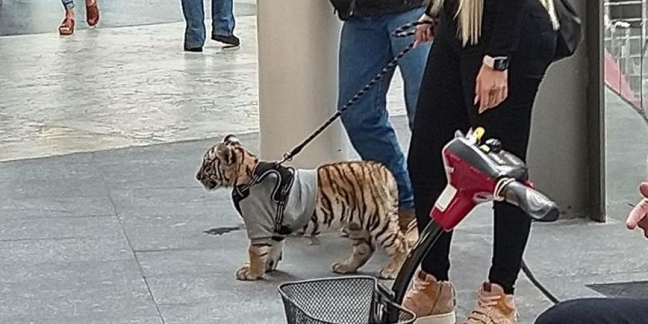 Mujer pasea a cachorro de tigre en Polanco.