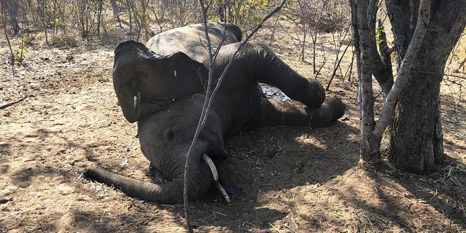 Un elefante muerto en Zimbawe, en agosto.