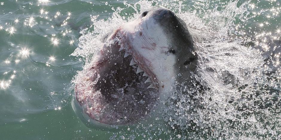 Un hombre que se encontraba surfeando en New Smyrna Beach fue mordido en la cara por un tiburón. 