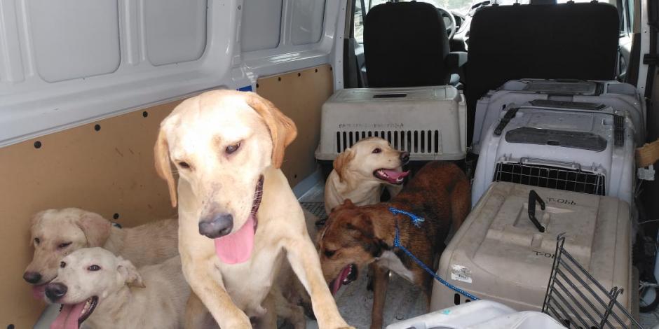 Recientemente, se efectuó una orden de cateo en calle Bellini 51, colonia Peralvillo, para retirar 27 perros q sufrían de maltrato animal.